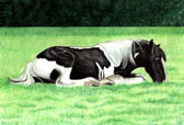 Gypsy Vanner, Equine Art - Nap Time